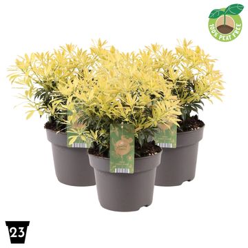 Pieris 'Forest Flame'