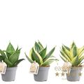 Sansevieria MIX