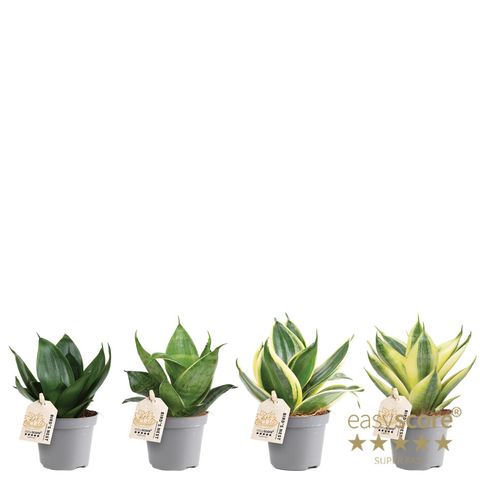 Sansevieria MIX