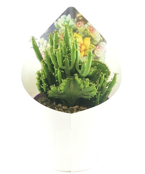 Euphorbia tirucalli cristata