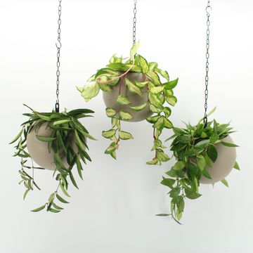 Arrangement Indoor Hoya Mix