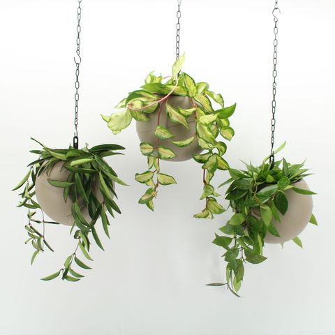 Arrangemang Indoor Hoya Mix