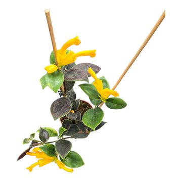 Aeschynanthus flavidus
