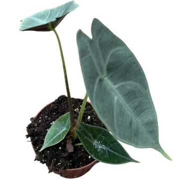 Alocasia longiloba SILVER
