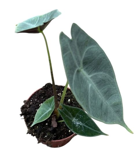 Alocasia longiloba SILVER