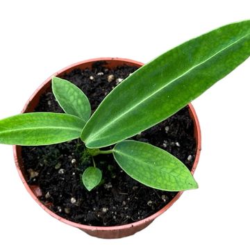 Anthurium warocqueanum