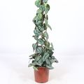 Scindapsus pictus 'Trebie'