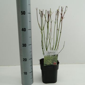 Cornus alba 'Elegantissima'