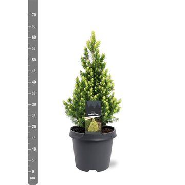 Picea glauca 'Rainbow's End'