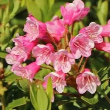 Rhododendron BLOOMBUX MAGENTA