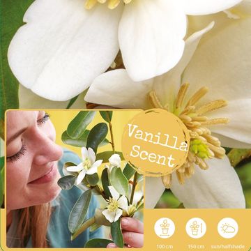 Magnolia laevifolia VANILLA PEARLS