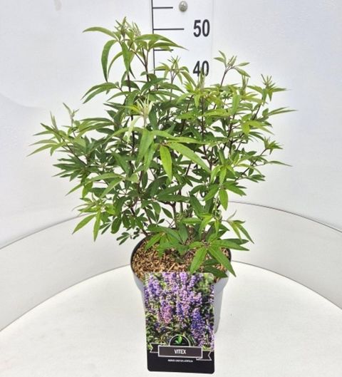 Vitex agnus-castus latifolia