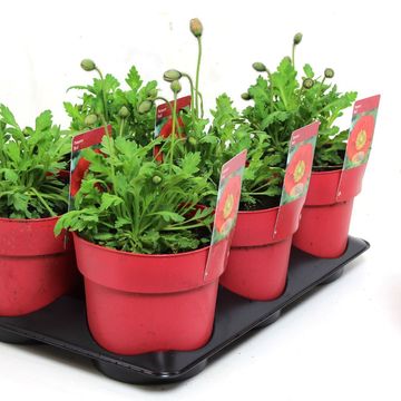 Papaver nudicaule 'Spring Fever Red'