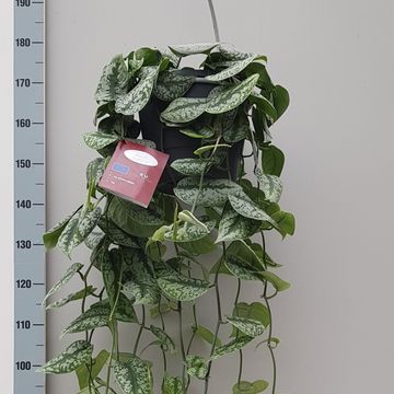 Scindapsus pictus 'Trebie'