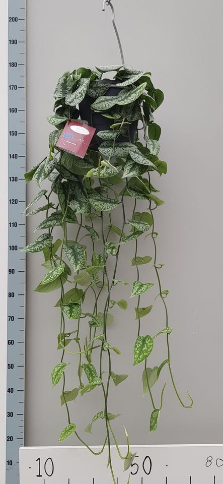 Scindapsus pictus 'Trebie'