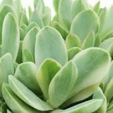 Crassula 'Moneymaker Variegata'