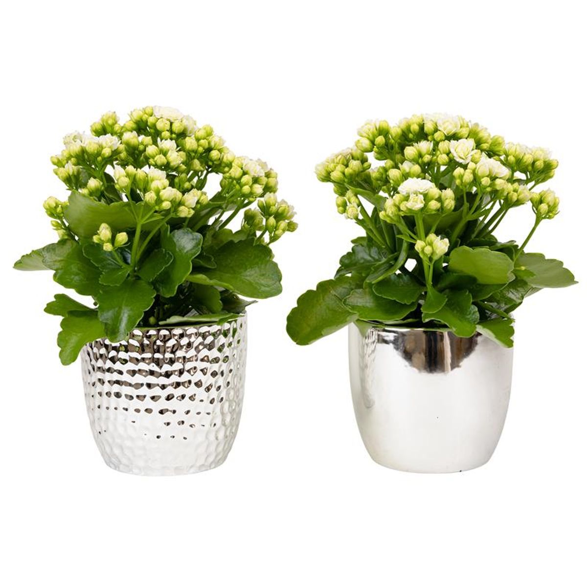 Kalanchoe blossfeldiana — Plant Wholesale FlorAccess