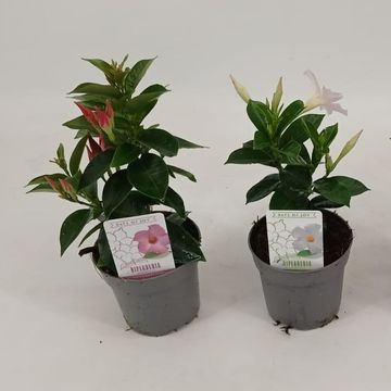 Mandevilla RIO MIX