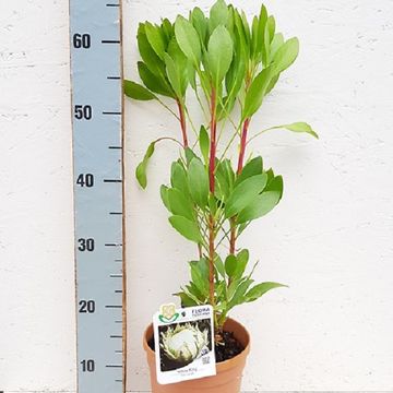 Protea 'White King'