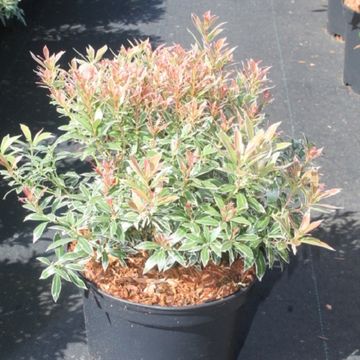 Pieris japonica 'Little Heath'