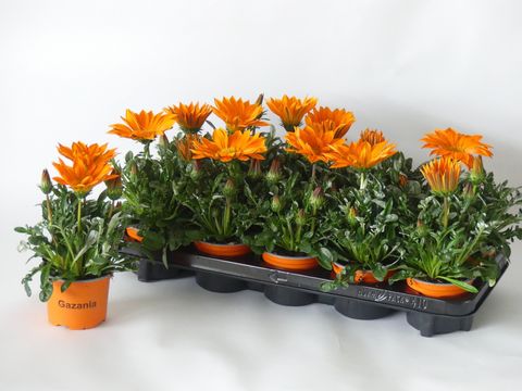Gazania rigens 'Daybreak Bright Orange'