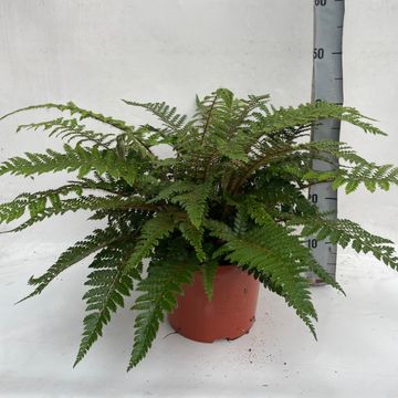 Athyrium spicatum