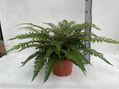 Athyrium spicatum