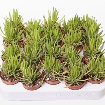 Senecio archeri 'Himalaya'