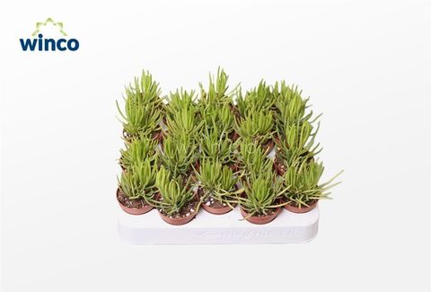 Senecio archeri 'Himalaya'