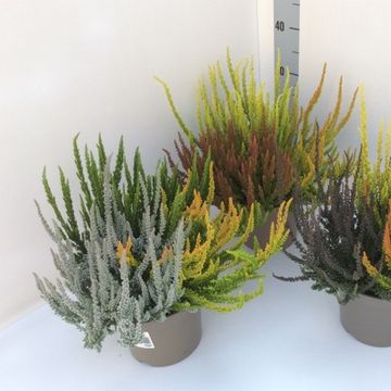 Calluna vulgaris GARDEN GIRLS SUNSET GIRLS MIX IN POT