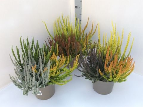 Calluna vulgaris GARDEN GIRLS SUNSET GIRLS MIX IN POT