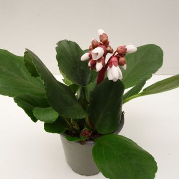 Bergenia cordifolia 'Schneekristall'