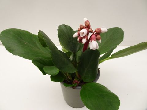 Bergenia cordifolia 'Schneekristall'