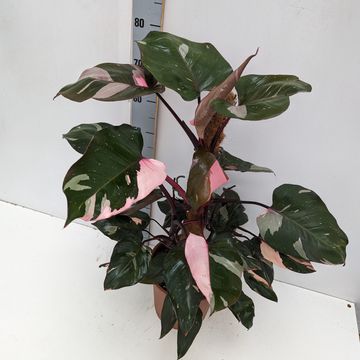 Filodendron 'Pink Princess'