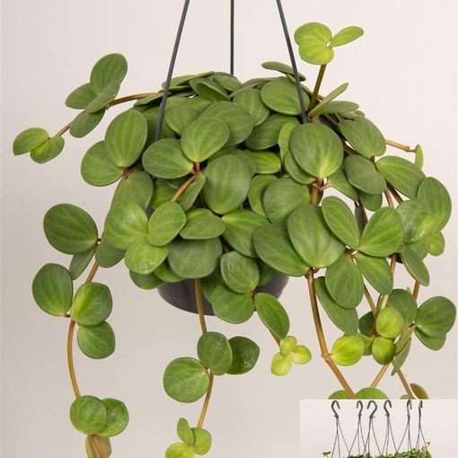 Peperomia tetraphylla 'Hope'