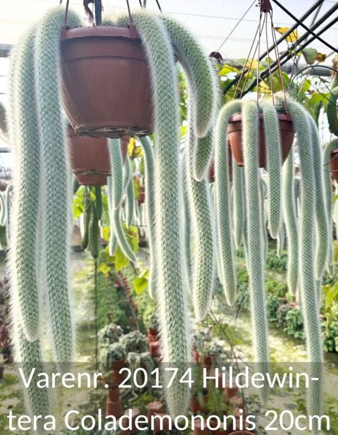 Hildewintera colademononis