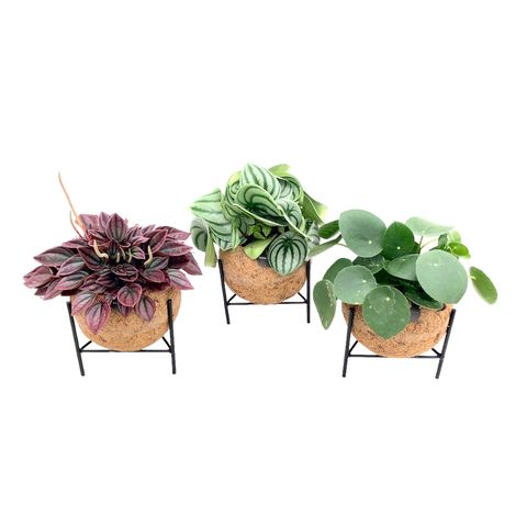 Houseplants MIX