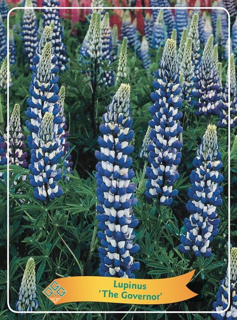 Lupinus 'The Governor'