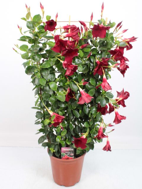 Mandevilla DIAMANTINA OPALE GRENAT