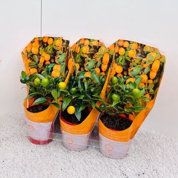 x Citrofortunella microcarpa