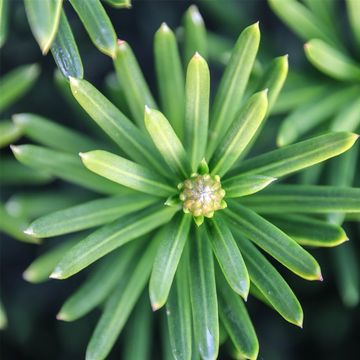 Cephalotaxus harringtonii 'Fastigiata'