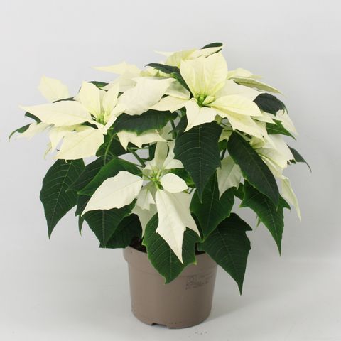 Euphorbia pulcherrima ALASKA