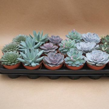 Echeveria MIX