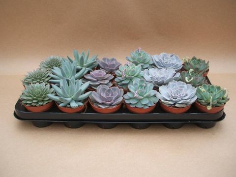 Echeveria MIX