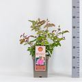Rosa BEVERLY