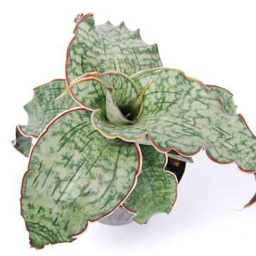 Sansevieria kirkii 'Silver Blue'