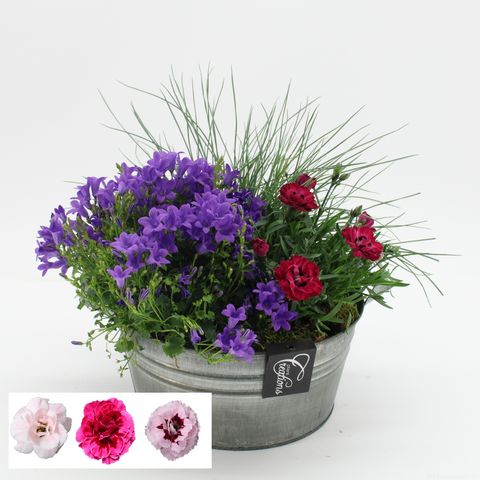 Arrangement Campanula