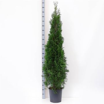 Thuja occidentalis 'Smaragd'