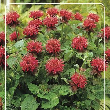 Monarda 'Fireball'