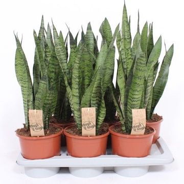 Sansevieria zeylanica